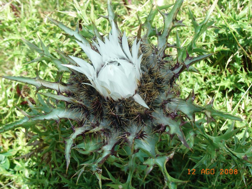 Carlina acaulis subsp. caulescens / Carlina Bianca